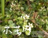 中药大全
